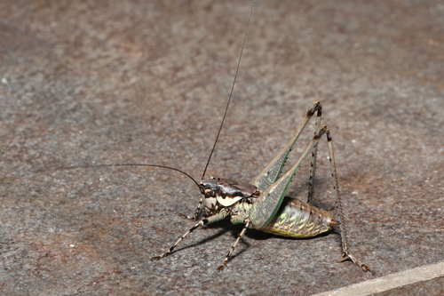 Rhacocleis annulata Sicilia Lido di Noto